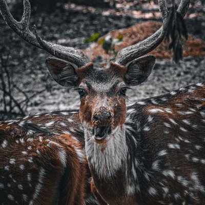 The Spotted Deer.