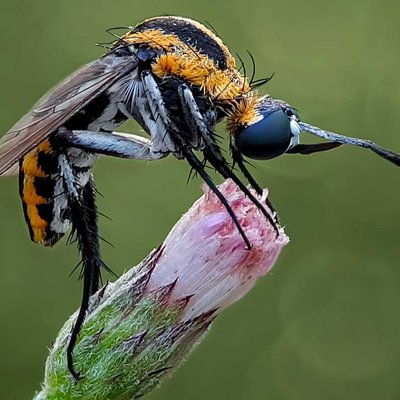 Toxophora 