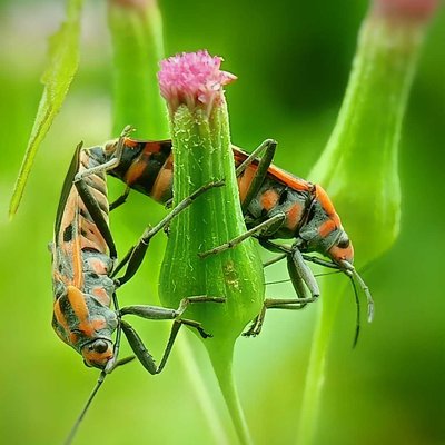 Spilostethus