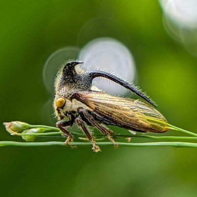 Treehoppers