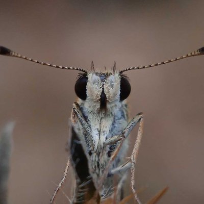 Amblyscistes ( kupu-kupu) 
