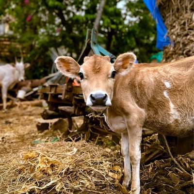 I will call you Mini Moo ! 🐮