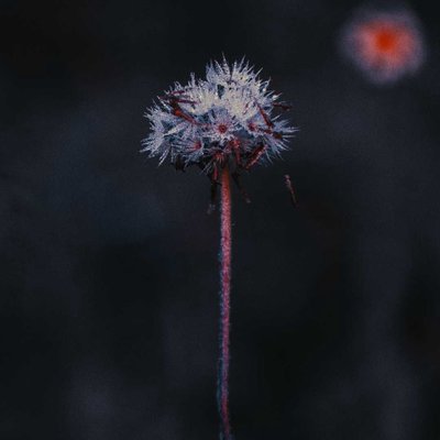 Dandelion seeds