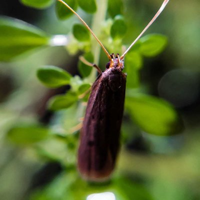 check out this macro pic of a Long Horned Moth
