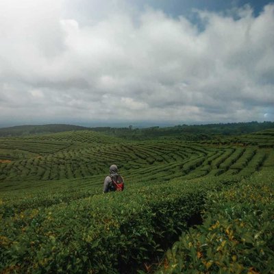 Kebun Teh Gucialit - Lumajang