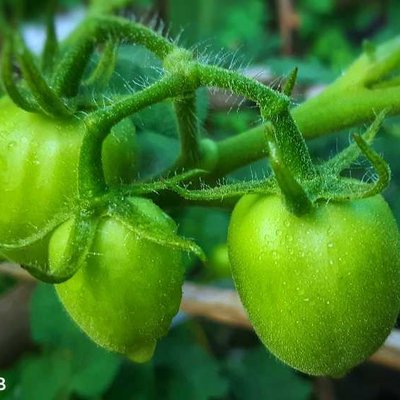 TOMAT 🍅