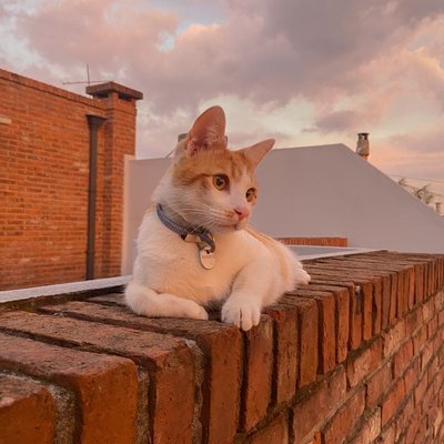 si, mi gato se llama Baileys jajaj