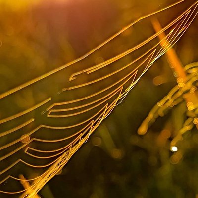 Spider webs under the sunlight 