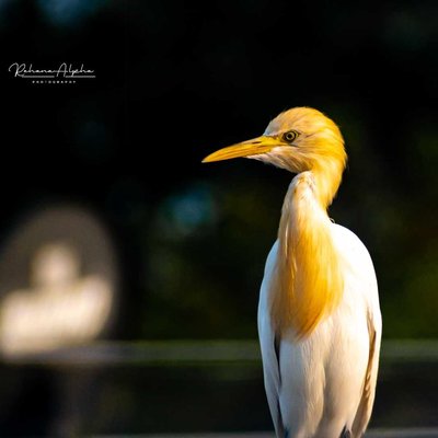Cattle Egret
