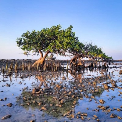 MANGROVE BERDUAN 