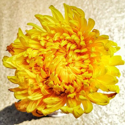Chrysanthemum (Bunga Krisan)