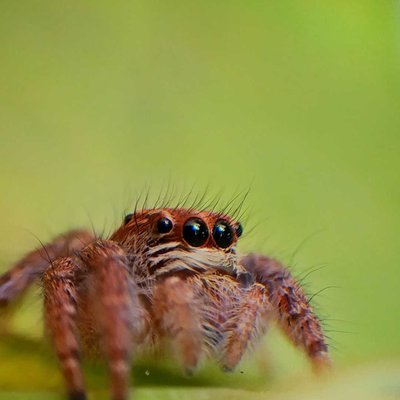 jumping spider