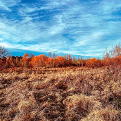 Fall foliage at Union Bay Natural Area, Seattle