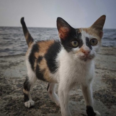 Kucing domestik 