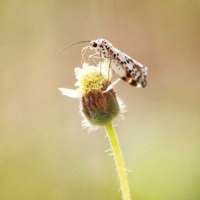 moth