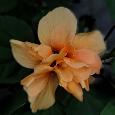 Hibiscus