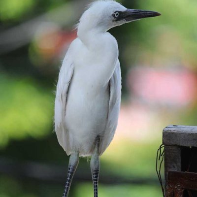 little egret ( white heron )
