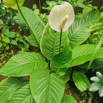 plantas de la zona