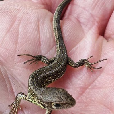 Sand lizard 🦎