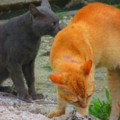 kucing gelud 