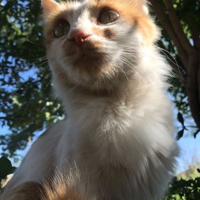 🐱 