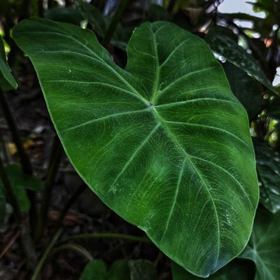 Daun Talas