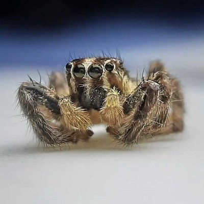 spider
