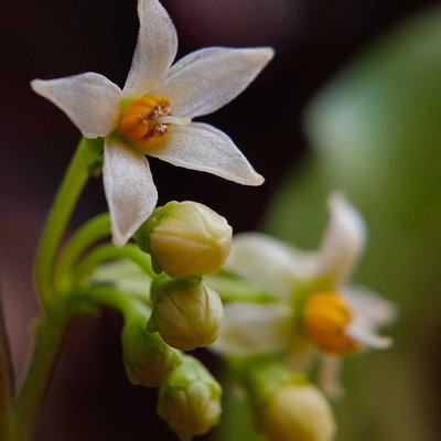 Solanum