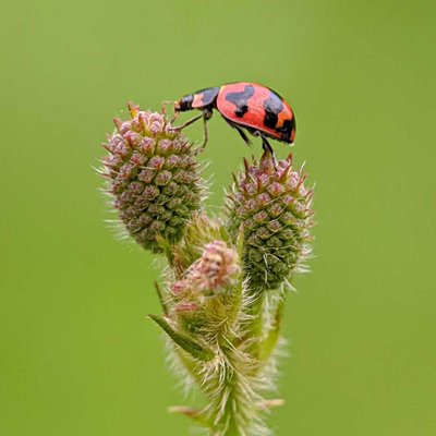 Coccinella Transversalis