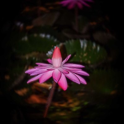 Water Lily