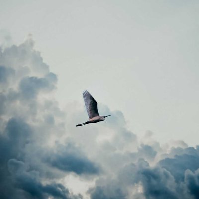 THE FREE WING 