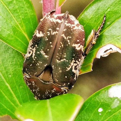 Protaetia cuprea /serangga pemakan kuncup daun