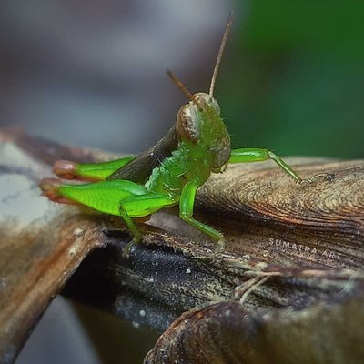 Belalang Padi