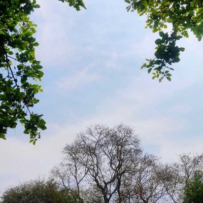 Save Trees