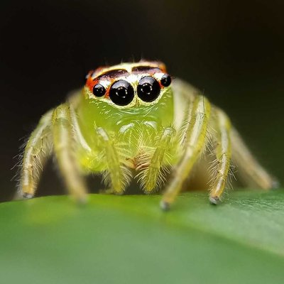 Mopsus mormon