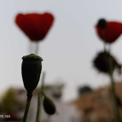 flowers = love ❤