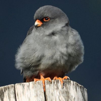 Falco vespertinus 