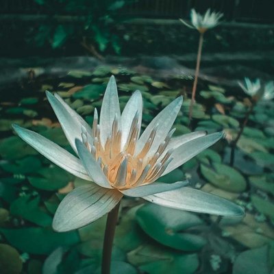 Teratai (Nymphaea)