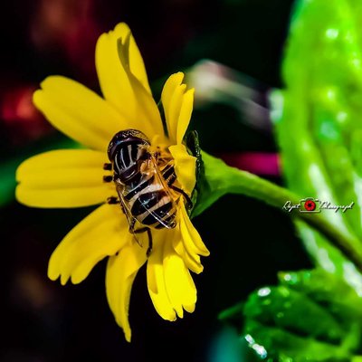 macro