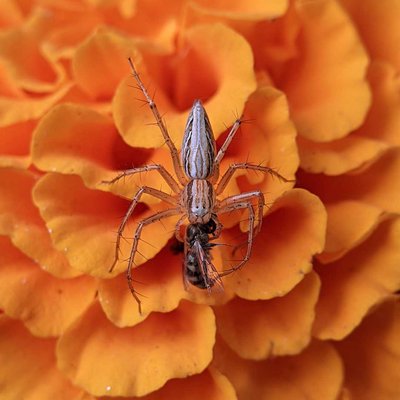 In frame- lynxspider

