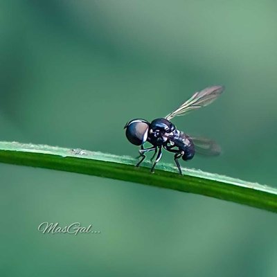 Paragus tibialis
