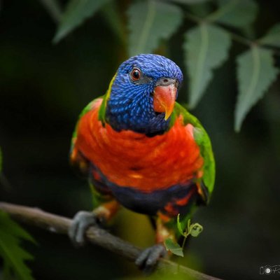 Rainbow Lorikeet 🐦🌈