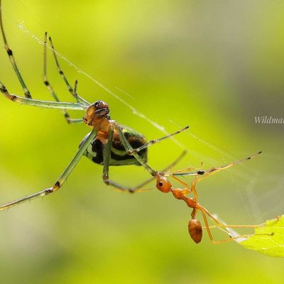 Macro World