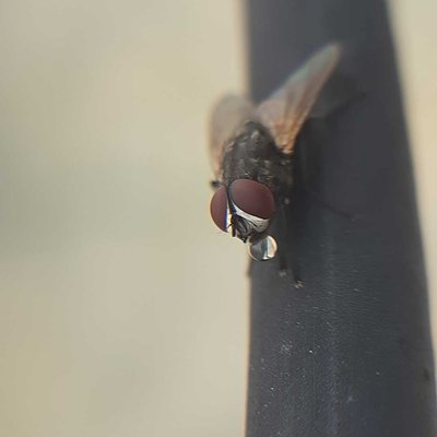 macro photography 