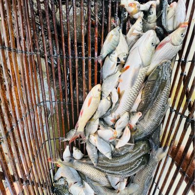fish of Manipur 