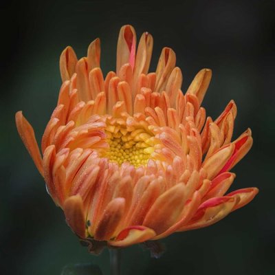 Bunga orange 