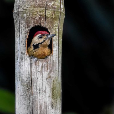 Fulvous breasted woodpecker (male)