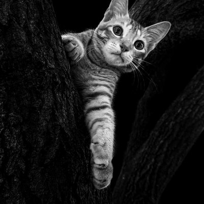 Pet