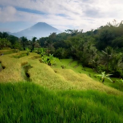 Sawah Kajoran