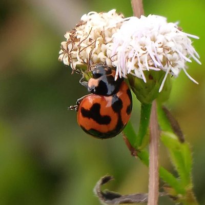 Coccinella transversalis